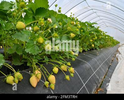 05. Mai 2021, Brandenburg, Frankfurt (oder): Noch unreife, grüne Erdbeeren wachsen auf den Pflanzen in einem Folientunnel von Obstbauer Wilhelm Herzberg. Erdbeeren kommen schon lange - zu kalt für die Frucht, und noch sind kaum Blüten im Freien erschienen. Obstbauern sehen zunehmend Chancen im Anbau in Folientunneln. In den Erdbeerpflanzen unter Folientunneln beim Obstbauer Wilhelm Herzberg bei Frankfurt (oder) hängen bereits einige rote Früchte, die meisten sind aber noch grün. „im Moment sind nur Verkostungen möglich“, sagte Herzberg. In etwa zwei Wochen wird sich die Ernte wiederholen Stockfoto