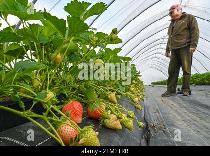 05. Mai 2021, Brandenburg, Frankfurt (oder): Willem Herzberg, Obstbauer, steht in einem Folientunnel mit Erdbeerpflanzen. Erdbeeren kommen schon lange - zu kalt für die Frucht, kaum Blüten sind noch im Freien erschienen. Obstbauern sehen zunehmend Chancen im Anbau in Folientunneln. In den Erdbeerpflanzen unter Folientunneln beim Obstbauer Willem Herzberg bei Frankfurt (oder) hängen schon einige rote Früchte, die meisten sind aber noch grün. „im Moment sind nur Verkostungen möglich“, sagte Herzberg. In etwa zwei Wochen wird die Ernte wirklich beginnen, hofft er. „Wir werden hav Stockfoto