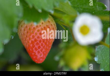 05. Mai 2021, Brandenburg, Frankfurt (oder): Eine bereits reife und rote Erdbeere wächst auf einer Pflanze in einem Folientunnel des Obstbauers Wilhelm Herzberg. Erdbeeren kommen schon lange - zu kalt für die Frucht, und noch sind kaum Blüten im Freien erschienen. Obstbauern sehen zunehmend Chancen im Anbau in Folientunneln. In den Erdbeerpflanzen unter Folientunneln beim Obstbauer Wilhelm Herzberg bei Frankfurt (oder) hängen bereits einige rote Früchte, die meisten sind aber noch grün. „im Moment sind nur Verkostungen möglich“, sagte Herzberg. In etwa zwei Wochen wird die Ernte wieder kommen Stockfoto