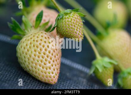 05. Mai 2021, Brandenburg, Frankfurt (oder): Noch unreife, grüne Erdbeeren wachsen auf den Pflanzen in einem Folientunnel von Obstbauer Wilhelm Herzberg. Erdbeeren kommen schon lange - zu kalt für die Frucht, und noch sind kaum Blüten im Freien erschienen. Obstbauern sehen zunehmend Chancen im Anbau in Folientunneln. In den Erdbeerpflanzen unter Folientunneln beim Obstbauer Wilhelm Herzberg bei Frankfurt (oder) hängen bereits einige rote Früchte, die meisten sind aber noch grün. „im Moment sind nur Verkostungen möglich“, sagte Herzberg. In etwa zwei Wochen wird sich die Ernte wiederholen Stockfoto