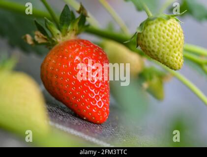 05. Mai 2021, Brandenburg, Frankfurt (oder): Eine bereits reife und rote Erdbeere wächst auf einer Pflanze in einem Folientunnel des Obstbauers Wilhelm Herzberg. Erdbeeren kommen schon lange - zu kalt für die Frucht, und noch sind kaum Blüten im Freien erschienen. Obstbauern sehen zunehmend Chancen im Anbau in Folientunneln. In den Erdbeerpflanzen unter Folientunneln beim Obstbauer Wilhelm Herzberg bei Frankfurt (oder) hängen bereits einige rote Früchte, die meisten sind aber noch grün. „im Moment sind nur Verkostungen möglich“, sagte Herzberg. In etwa zwei Wochen wird die Ernte wieder kommen Stockfoto