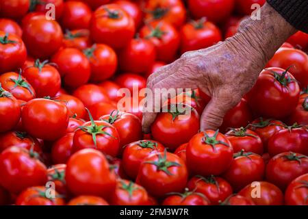Nahaufnahme eines älteren Mannes, der auf dem Markt Tomaten pflückt. Frische Tomaten im Laden angebaut. Tomaten für Salat, Vorspeise und Suppe Stockfoto