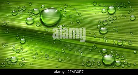 Baumblatt Textur mit Wassertropfen, Palmen oder Bananengrün Pflanze mit rein glänzenden Tau Tröpfchen abstrakten Hintergrund. Frühling oder Sommer Blumen Natur Nahaufnahme Hintergrund, realistische 3d-Vektor-Illustration Stock Vektor