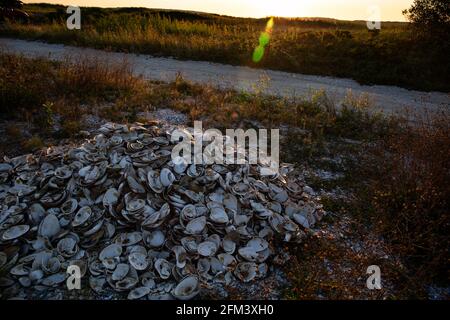 Stapel von Muscheln auf Cape Cod, Wellfleet Massachusetts Stockfoto