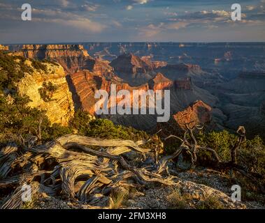 Juniper Snag, Matthes Point, North Rim, Grand Canyon National Park, Arizona Stockfoto