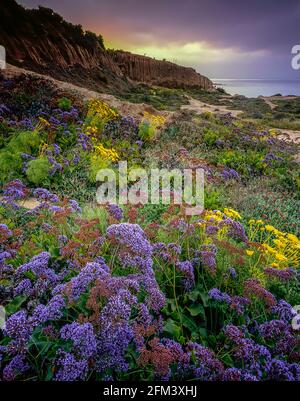 Dawn, Limonium, Sea Lavender, Coreopsis, Leo Carillo State Beach, Malibu, Kalifornien Stockfoto