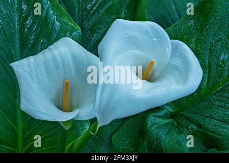 Calla Lily, Giant White, Zantedeschia Aethiopica, Cypress Garden, Mill Valley, Kalifornien Stockfoto