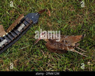 Toter Vogel und Jagdbandolier liegen auf dem Boden inmitten von grünem Gras. Stockfoto