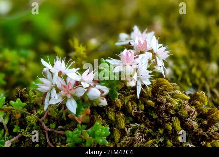 Englischer Steinwurf; Sedum anglicum; Emsworthy; Dartmoor; Devon Stockfoto