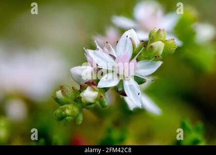 Englischer Steinwurf; Sedum anglicum; Emsworthy; Dartmoor; Devon Stockfoto