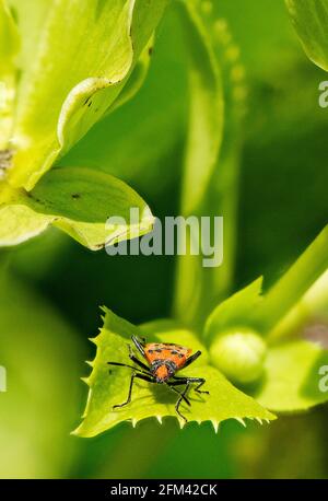 Zimtwanze, Corizus hyoscyami, Exeter, Devon Stockfoto
