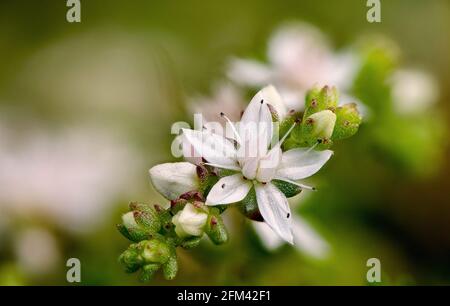 Englischer Steinwurf; Sedum anglicum; Emsworthy; Dartmoor; Devon Stockfoto