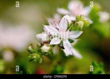 Englischer Steinwurf; Sedum anglicum; Emsworthy; Dartmoor; Devon Stockfoto