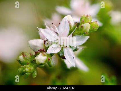 Englischer Steinwurf; Sedum anglicum; Emsworthy; Dartmoor; Devon Stockfoto