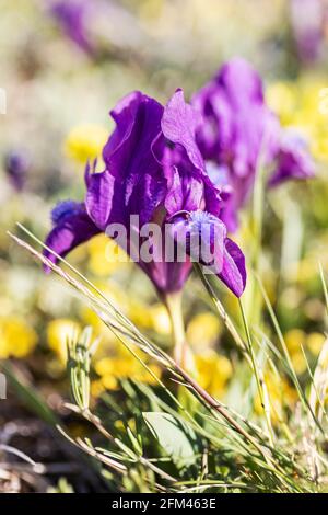 Svaty kopecek, Mikulov, Jizni Morava, Ceska republika / der Holly-Hügel, Mikulov-Stadt, Südmähren, Tschechische republik Stockfoto