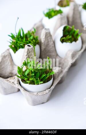 Frisches Micro Greens. Die Mikrogrünen von Rucola und Kresse wachsen in der weißen Eierschale. Kartons mit Sämlingen in Eierschale. Sprossen. Sämlinge ohne Stockfoto