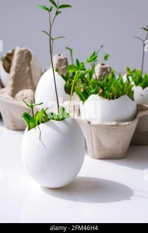 Frisches Micro Greens. Die Mikrogrünen von Rucola und Kresse wachsen in der weißen Eierschale. Kartons mit Sämlingen in Eierschale. Sprossen. Sämlinge ohne Stockfoto