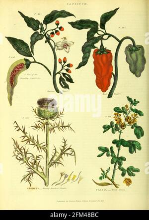 Capasicum [Guinea Pepper, Bell Peppers] Carduus [Woolly-headed Thistle] Cassia [Wild Senna] aus Band 1 des Buches The Universal Herbal : oder botanisches, medizinisches und landwirtschaftliches Wörterbuch : enthält einen Bericht über alle bekannten Pflanzen der Welt, geordnet nach dem Linneanischen System. Angabe der Verwendungszwecke von Thomas Green, Veröffentlicht 1816 von Nuttall, Fisher & Co. In Liverpool und gedruckt bei der Caxton Press von H. Fisher Stockfoto