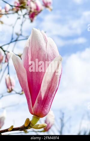Schöne rosa Magnolien Blumen auf Baum Zweig über Himmel. Blühender Magnolienbaum im Frühling. Stockfoto