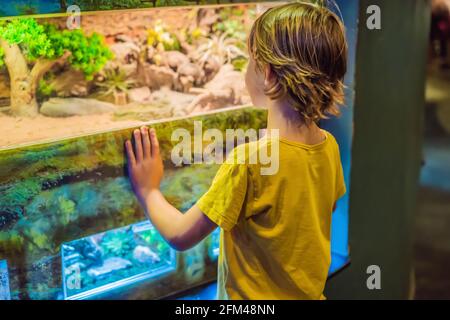 Kleiner Junge bewundern giftige grüne Schlange im Terrarium durch das Glas im Zoo. Fröhliches Schulkind, das Tiere und Reptilien beobachtet und beobachtet Stockfoto