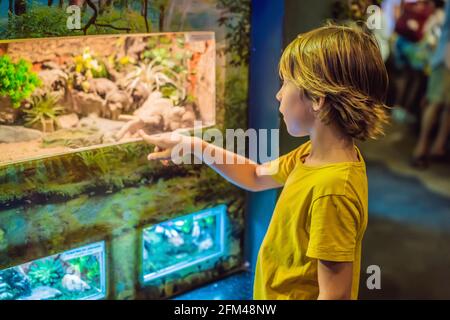 Kleiner Junge bewundern giftige grüne Schlange im Terrarium durch das Glas im Zoo. Fröhliches Schulkind, das Tiere und Reptilien beobachtet und beobachtet Stockfoto