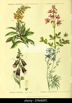 Digitalis canariensis [Canary Shrubby Foxglove], Dictamnus albus [fraxinella], Digitalis purpurea [Purple Foxglove], Delphinium grandiflorum [Großblütiger Larksporn aus Band 1 des Buches das universelle Kräuter- : oder botanisches, medizinisches und landwirtschaftliches Wörterbuch : enthält einen Bericht über alle bekannten Pflanzen der Welt, geordnet nach dem Linneanischen System. Angabe der Verwendungszwecke von Thomas Green, Veröffentlicht 1816 von Nuttall, Fisher & Co. In Liverpool und gedruckt bei der Caxton Press von H. Fisher Stockfoto