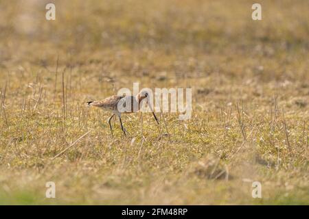 Männlicher Schwarzschwanz-Godwit, der auf Schilf steht. Auf der Suche nach Nahrung beim Gehen, grünes Gras im Vordergrund, goldene Farben Stockfoto