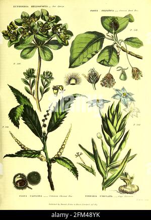 Der Sonnensprang [Sonnensprang] Fagus sylvatica [Buchenbaum] Fagus castane [Kastanienbaum] Ferraria undulata [Kap Ferraria] aus Band 1 des Buches das universelle Kräuterwörterbuch : oder botanisches, medizinisches und landwirtschaftliches Wörterbuch : enthält einen Bericht über alle bekannten Pflanzen der Welt, geordnet nach dem linnenischen System. Angabe der Verwendungszwecke von Thomas Green, Veröffentlicht 1816 von Nuttall, Fisher & Co. In Liverpool und gedruckt bei der Caxton Press von H. Fisher Stockfoto