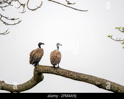 Schlanker Fagelgeier Vogel im Kaziranga-Nationalpark, Assam, Indien Stockfoto