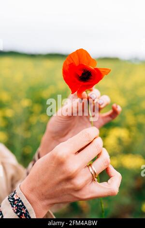 Vertikale Übernahme einer Mohnblume auf den Händen einer nicht erkennbaren Frau. Gelbes Blumenfeld auf dem Hintergrund Stockfoto