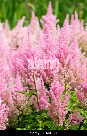 Lachsrosa Blütenfedern von Astilbe x Arendsii „LACHSKÖNIGIN“. Falscher Ziegenbart, falsche Spiraea Stockfoto