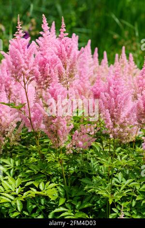 Lachsrosa Blütenfedern von Astilbe x Arendsii „LACHSKÖNIGIN“. Falscher Ziegenbart, falsche Spiraea Stockfoto