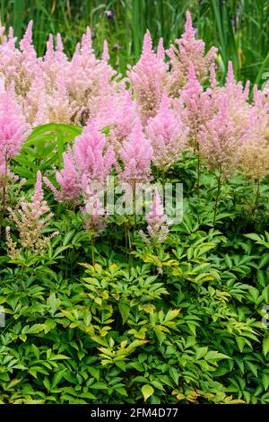 Lachsrosa Blütenfedern von Astilbe x Arendsii „LACHSKÖNIGIN“. Falscher Ziegenbart, falsche Spiraea Stockfoto