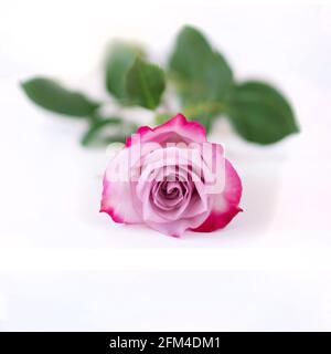 Rosa Rose auf weißem Hintergrund mit Schatten. Eine zweifarbige Rose liegt auf weißem Hintergrund. Für Text platzieren Stockfoto