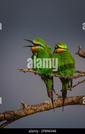 Ein Paar blauäugige Bienenfresser, die sich warm halten#Quirle Stockfoto