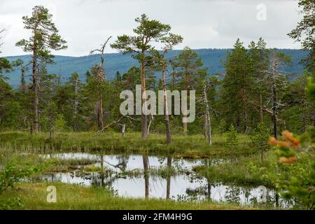 Feuchtgebiet, Moorlandschaft im Fulufjällets Nationalpark, Schweden Stockfoto