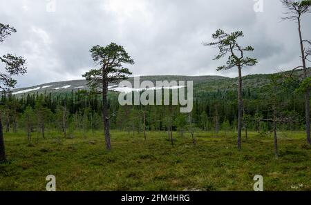 Feuchtgebiet, Moorlandschaft im Fulufjällets Nationalpark, Schweden Stockfoto