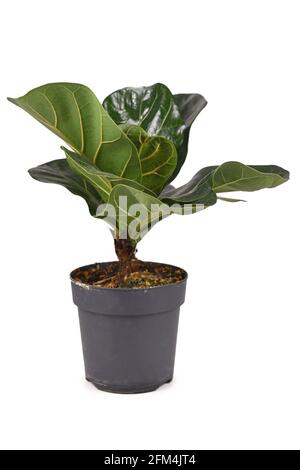 Fiddle-Blatt-Feige-Zimmerpflanze, genannt 'Ficus Lyrata' im Blumentopf Isoliert auf weißem Hintergrund Stockfoto