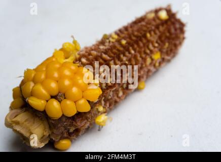 Eine Nahaufnahme eines halb gefressenen Mais in Studio-Einstellungen mit weißem Hintergrund. Stockfoto