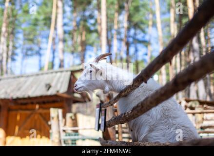 Eine gehörnte Ziege schaut durch einen Holzzaun hinaus. Das Tier bittet die Besucher um Nahrung. Ländliche Ecke. Stockfoto