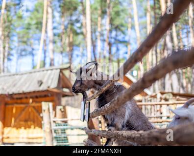 Eine gehörnte Ziege schaut durch einen Holzzaun hinaus. Das Tier bittet die Besucher um Nahrung. Ländliche Ecke. Stockfoto