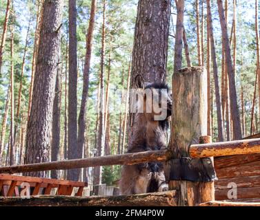 Eine gehörnte Ziege schaut durch einen Holzzaun hinaus. Das Tier bittet die Besucher um Nahrung. Ländliche Ecke. Stockfoto