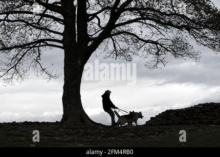 Hund Walker wird von zwei Hunden geschildet unter dem Sycamore Baum in Sycamore Gap, Hadrian's Wall, Northumberland, Großbritannien gezogen Stockfoto