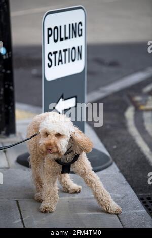 London, Großbritannien. Mai 2021. Ein Hund steht am Tag der Wahlen in England, Schottland und Wales neben einem Wahllokal-Schild in Kentish Town, Nord-London. „Super Thursday“ wird in England ratswahlen und Mayoral-Wahlen sowie in den Nationalversammlungen von Holyrood in Schottland und Senedd in Wales stattfinden. Bildnachweis: Ben Cawthra/Sipa USA **KEINE Verkäufe in Großbritannien** Bildnachweis: SIPA USA/Alamy Live News Stockfoto