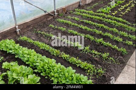 Gemüse in einem Polytunnel anbauen, Reihen von Bio-Frühlingspflanzen in einem Polytunnel aus Polythen, darunter junger Salat und Rote Beete auf einer Zuteilung Stockfoto