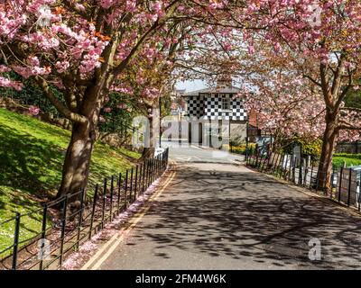 Rosafarbene Blüte im Frühling in der Nähe der Conyngham Hall in Knaresborough North Yorkshire England Stockfoto