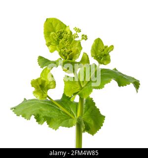 Frisch blühende Rundblättrige Alexanders-Pflanze auf weißem Hintergrund Stockfoto