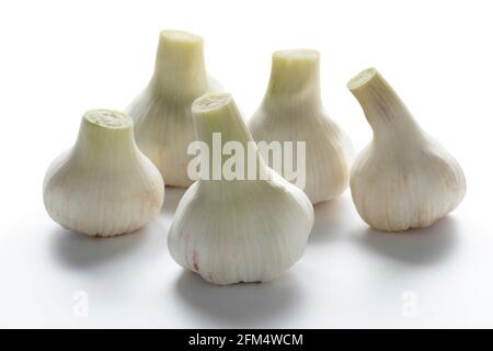 Gruppe von frischen rohen ganzen Knoblauchzwiebeln schließen isoliert Auf weißem Hintergrund Stockfoto