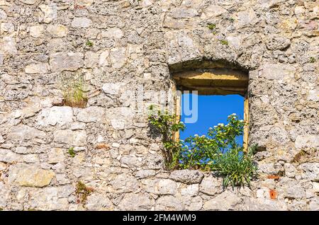 Einfensterbewachsene Blütenstände in den Überresten eines Gebäudes, mittelalterliche Burgruinen von Hohenurach, Bad Urach, Schwäbische Alb, Baden-Württemberg, Deutschland. Stockfoto