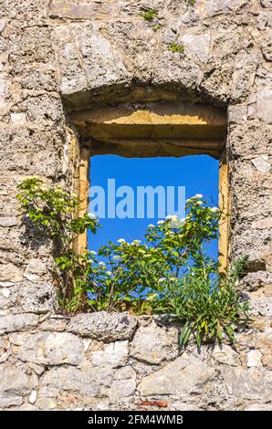 Einfensterbewachsene Blütenstände in den Überresten eines Gebäudes, mittelalterliche Burgruinen von Hohenurach, Bad Urach, Schwäbische Alb, Baden-Württemberg, Deutschland. Stockfoto